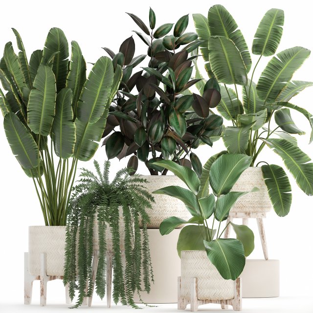 houseplants in a white rattan basket for the interior 913 3D Model .c4d .max .obj .3ds .fbx .stl .blend 