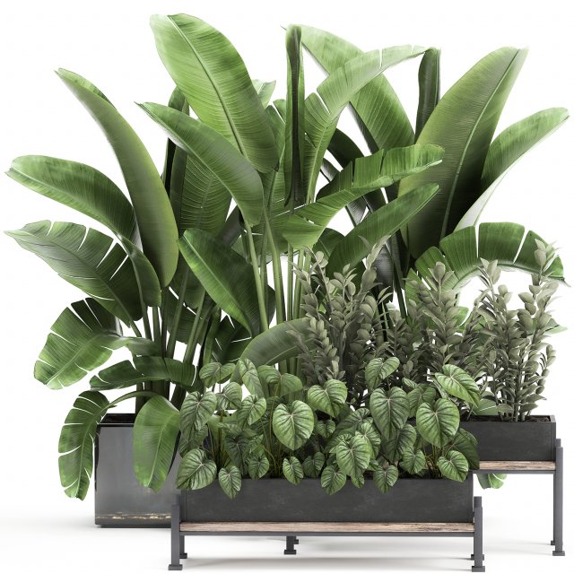 houseplants in a black pot for the interior 914 3Dモデル .c4d .max .obj .3ds .fbx .stl .blend 