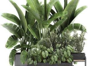 houseplants in a black pot for the interior 914 3D Model