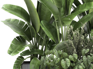 houseplants in a black pot for the interior 914 3Dモデル