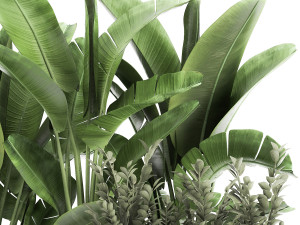 houseplants in a black pot for the interior 914 3Dモデル
