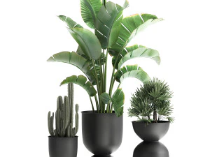 кімнатні рослини в чорному горщику для інтер'єру 915 3D Модель