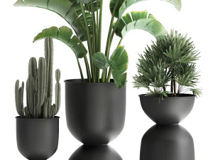 houseplants in a black pot for the interior 915 3D Model