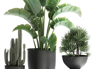 houseplants in a black pot for the interior 915 3D Model