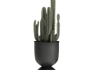houseplants in a black pot for the interior 915 3D मॉडल