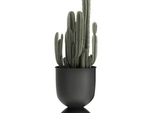 houseplants in a black pot for the interior 915 3D Model