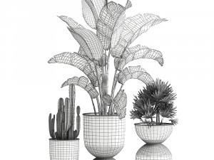 houseplants in a black pot for the interior 915 3D मॉडल