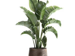 ravenala w rdzawej doniczce do wnętrza 916 Model 3D