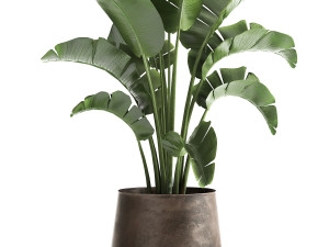 ravenala in a rust pot for the interior 916 Modello 3D