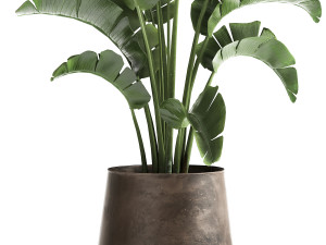 ravenala in a rust pot for the interior 916 Modello 3D