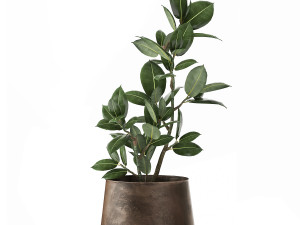 ficus in a flowerpot for the interior 918 3D Model