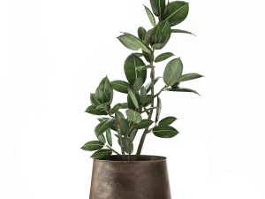 ficus en maceta para el interior 918 Modelo 3D