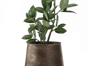 ficus in a flowerpot for the interior 918 Modèle 3D
