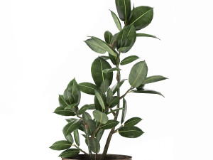 ficus in a flowerpot for the interior 918 Modèle 3D