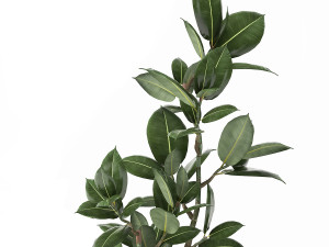 ficus in a flowerpot for the interior 918 Modèle 3D