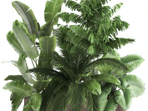 кімнатні рослини в горщику для інтер'єру 919 3D Модель