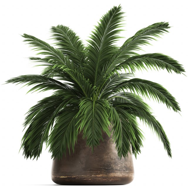 decorative palm in a flowerpot for the interior 921 Modelo 3D .c4d .max .obj .3ds .fbx .stl .blend 