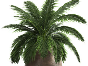 인테리어용 화분에 장식용 야자나무 921 3D 모델