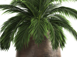 decorative palm in a flowerpot for the interior 921 3D Model