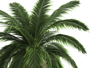 decorative palm in a flowerpot for the interior 921 3D Model