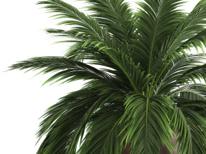 decorative palm in a flowerpot for the interior 921 3D Model