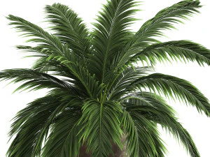 decorative palm in a flowerpot for the interior 921 3D Model