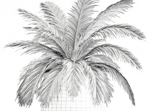 decorative palm in a flowerpot for the interior 921 Modelo 3D