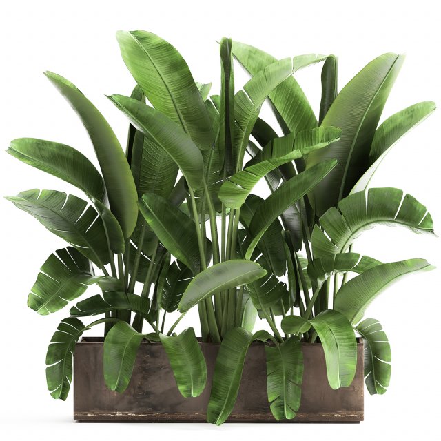 banana palm in a flowerpot for the interior 922 3D-Modell .c4d .max .obj .3ds .fbx .stl .blend 