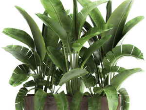 pohon pisang dalam pot bunga untuk interior 922 Model 3D