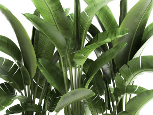 banana palm in a flowerpot for the interior 922 3D-Modell