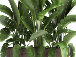 banana palm in a flowerpot for the interior 922 3D-Modell