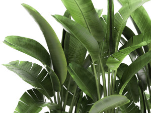banana palm in a flowerpot for the interior 922 3D-Modell