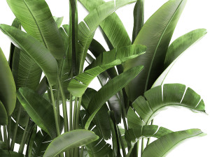banana palm in a flowerpot for the interior 922 3D-Modell