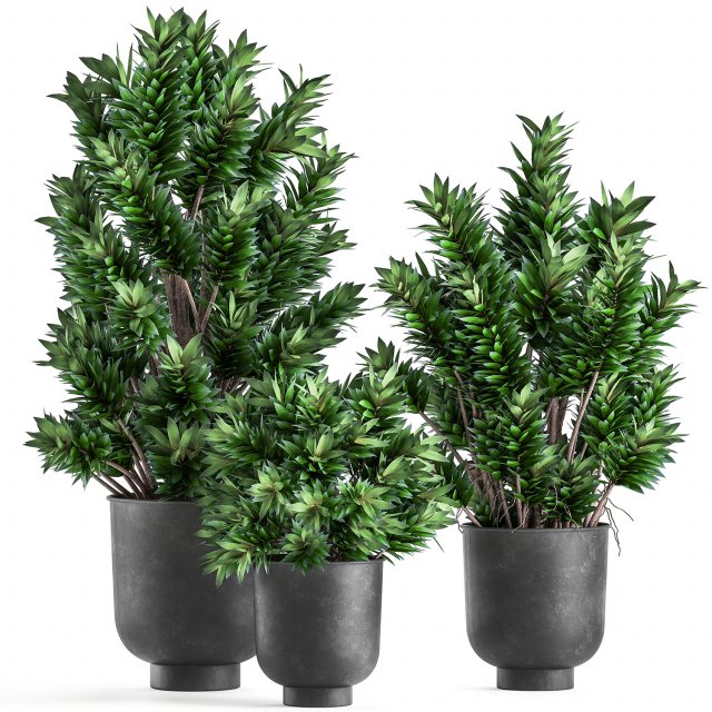 dracaena reflexa in a flowerpot for the interior 925 Modelo 3D .c4d .max .obj .3ds .fbx .stl .blend 