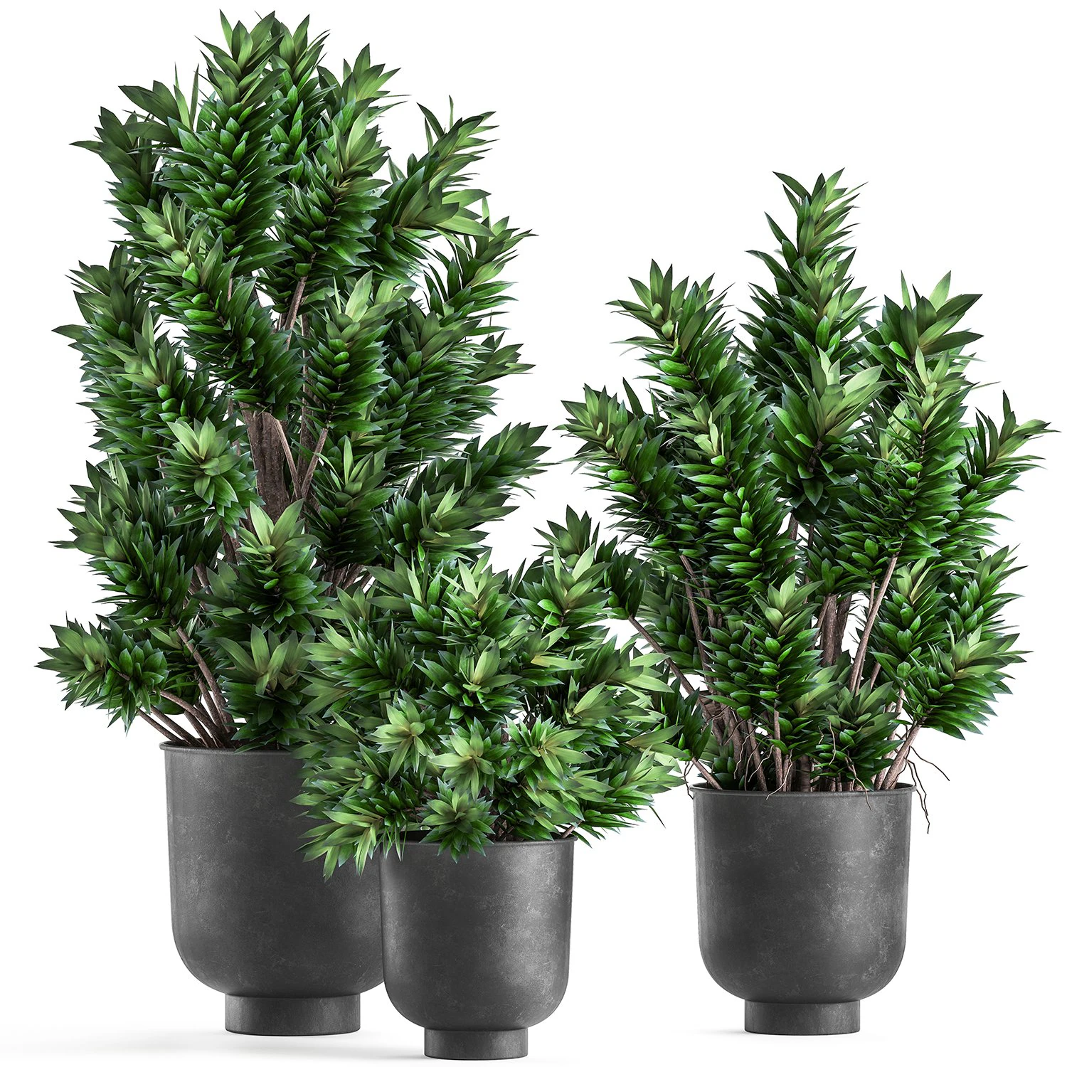 dracaena reflexa in a flowerpot for the interior 925 3D Model .c4d .max .obj .3ds .fbx .stl .blend 