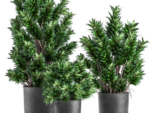 драцена рефлекса в вазоне для интерьера 925 3D Модель