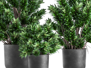 dracaena reflexa in a flowerpot for the interior 925 Modelo 3D