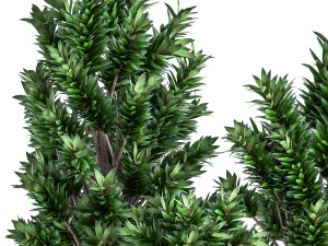 dracaena reflexa in a flowerpot for the interior 925 3D Model