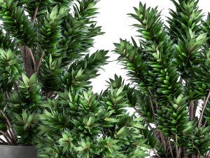 dracaena reflexa in a flowerpot for the interior 925 Modelo 3D