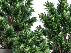 dracaena reflexa in a flowerpot for the interior 925 3D Model