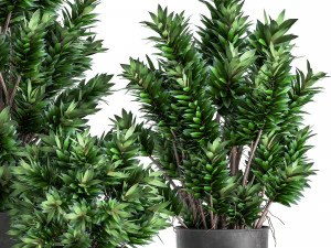 dracaena reflexa in a flowerpot for the interior 925 3D Model