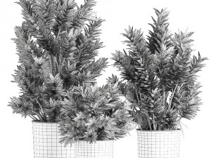 dracaena reflexa in a flowerpot for the interior 925 3D Model