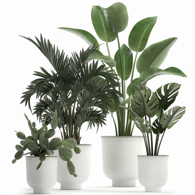 collection of decorative plants in white flowerpots 927 Modèle 3D .c4d .max .obj .3ds .fbx .stl .blend 