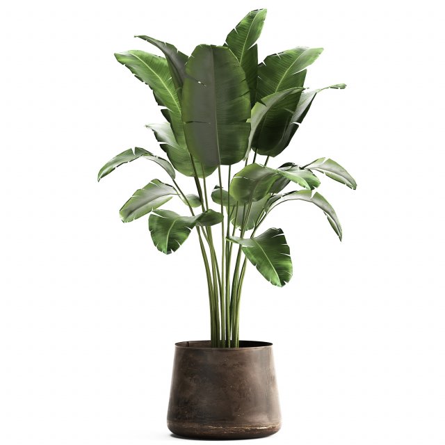 banana palm in a rust pot for the interior 929 Modelo 3D .c4d .max .obj .3ds .fbx .stl .blend 