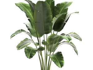 banana palm in a rust pot for the interior 929 Modelo 3D