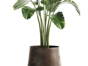 banana palm in a rust pot for the interior 929 Modelo 3D