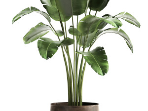 banana palm in a rust pot for the interior 929 Modelo 3D