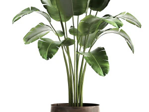 banana palm in a rust pot for the interior 929 3D Model