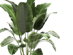 banana palm in a rust pot for the interior 929 Modelo 3D