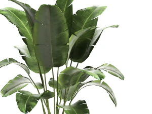 banana palm in a rust pot for the interior 929 3D Model